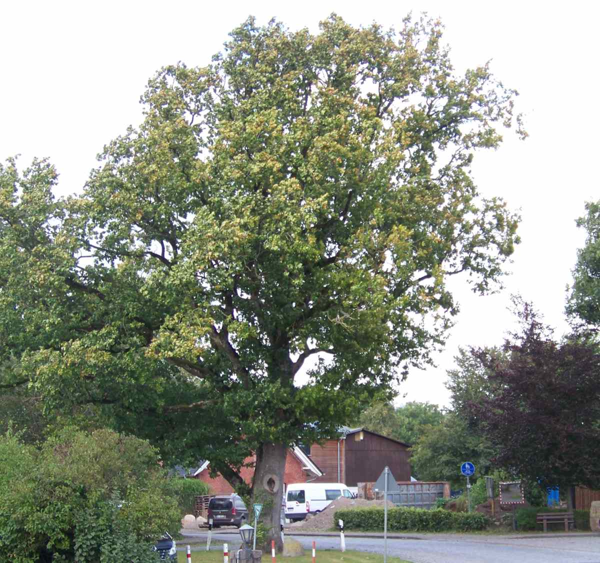 Eiche am 19. September 2025